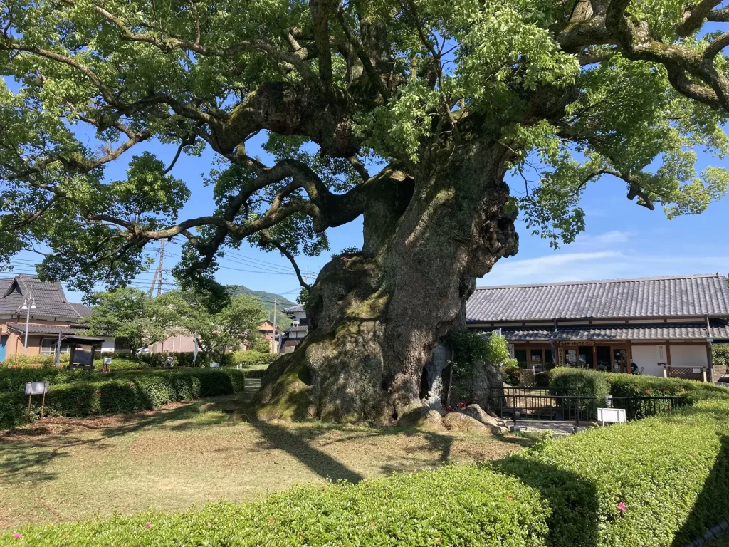「川古の大楠」に立ち寄りました 掲載写真